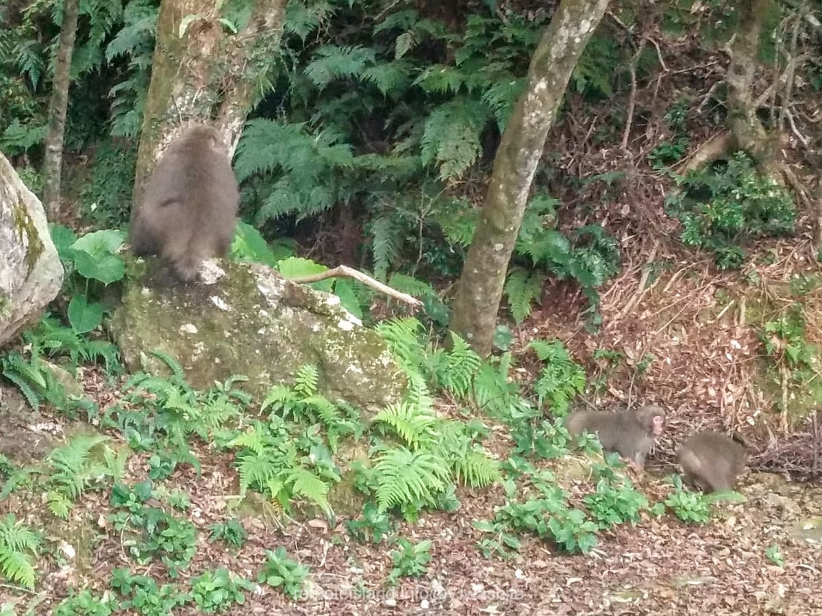 02西部林道.jpg 02西部林道