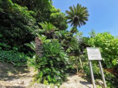 樹齢は300年で標高約6メートル 嘉鈍集落にある巨大ソテツ【喜界島】