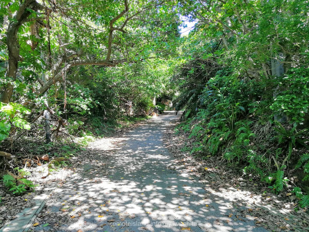 01鳩間中森.jpg 01鳩間中森