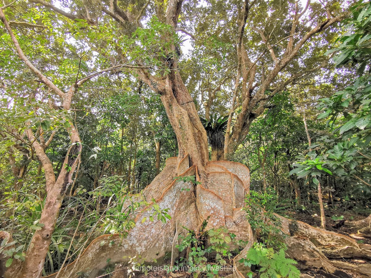 18サキシマスオウノキ.jpg 18サキシマスオウノキ
