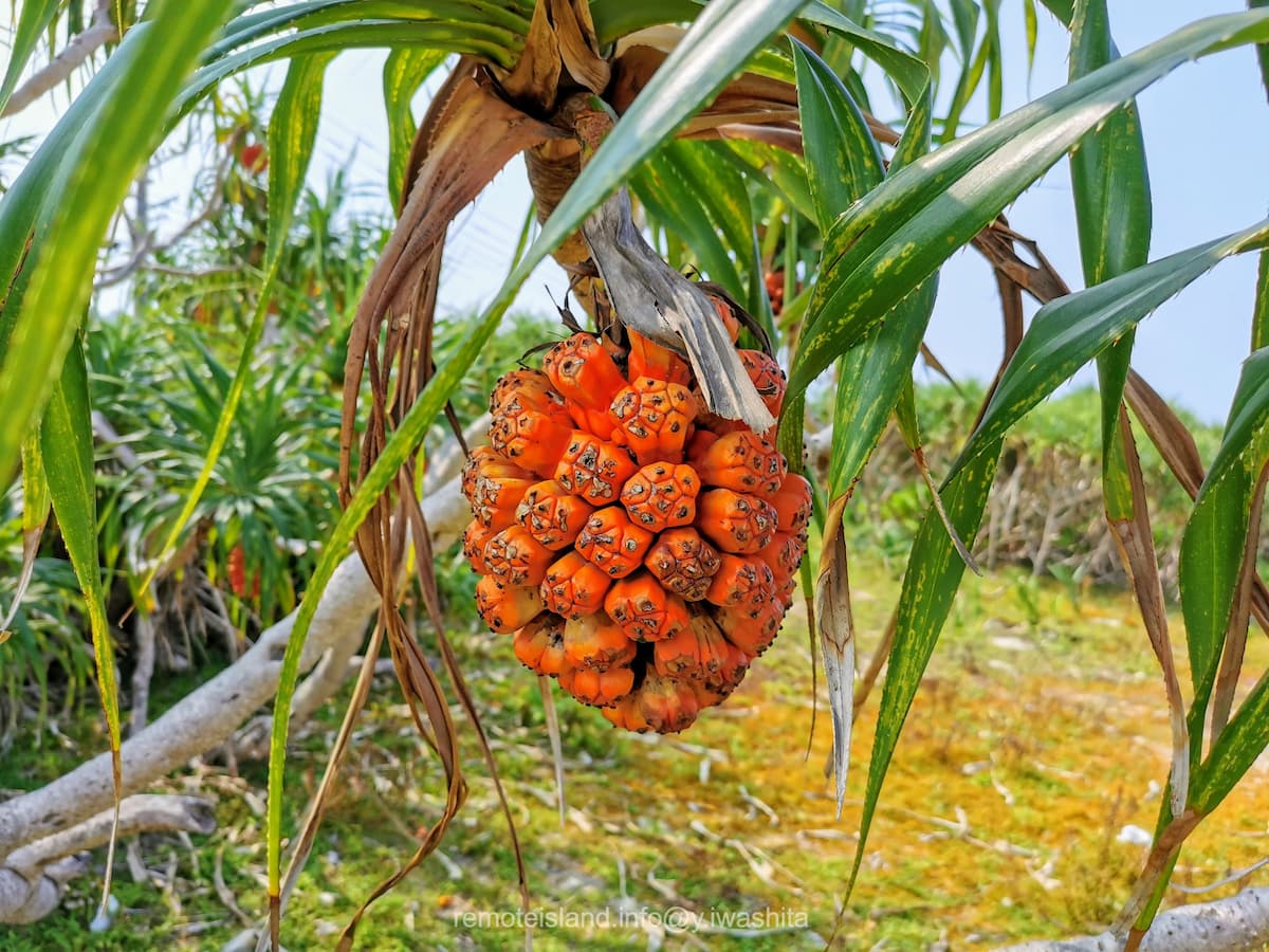 13用海岸.jpg 13用海岸