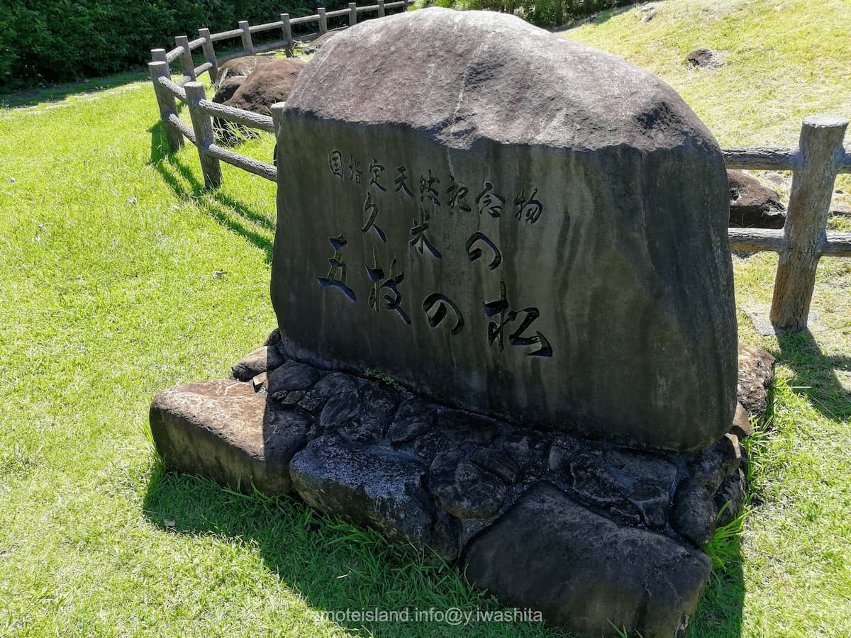 04久米の五枝のマツ.jpg 04久米の五枝のマツ