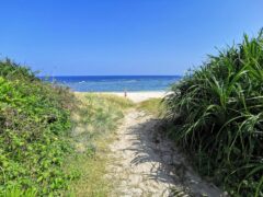 ウミガメの産卵地 島唯一の高校の近くにある与和の浜【沖永良部島】