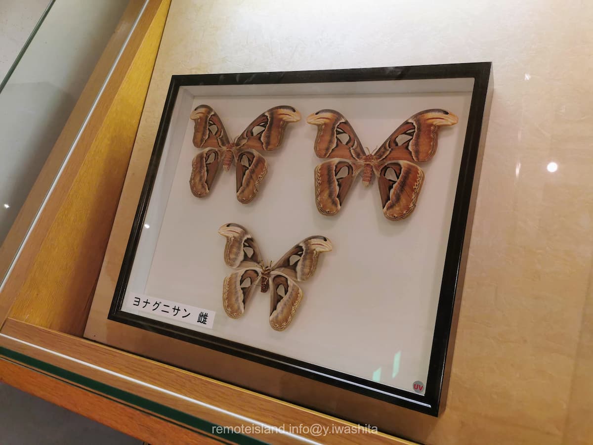 07ヨナグニサン雌.jpg 07ヨナグニサン雌