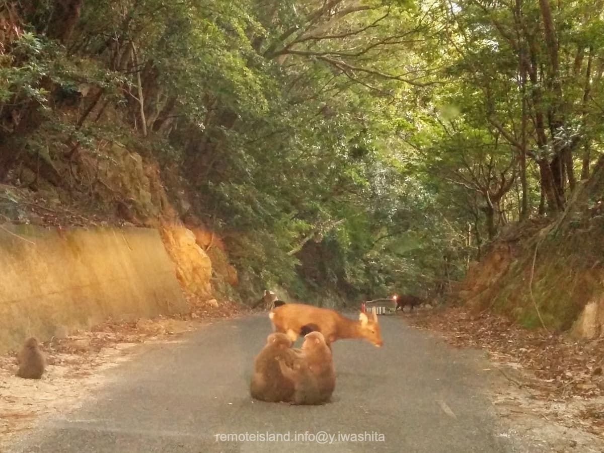 05西部林道.jpg 05西部林道