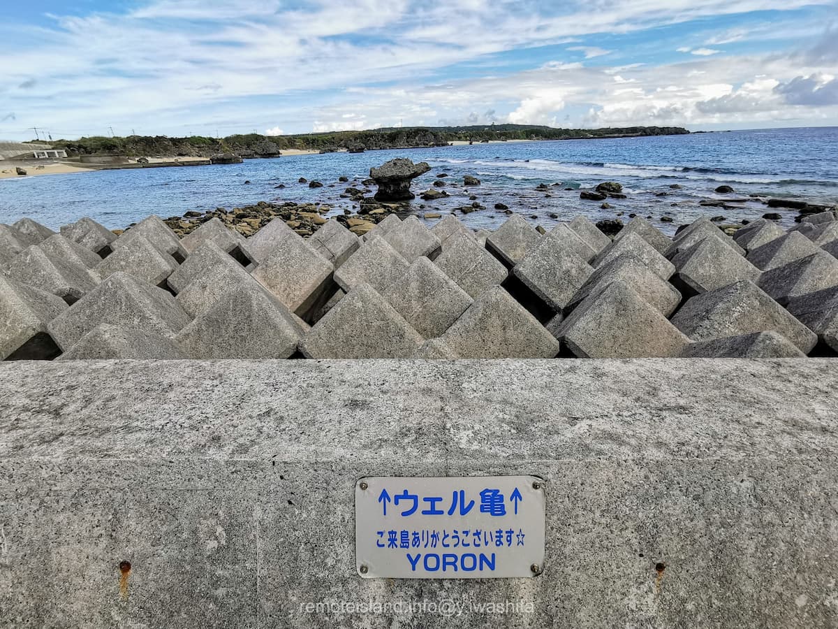 01ウェル亀.jpg 01ウェル亀