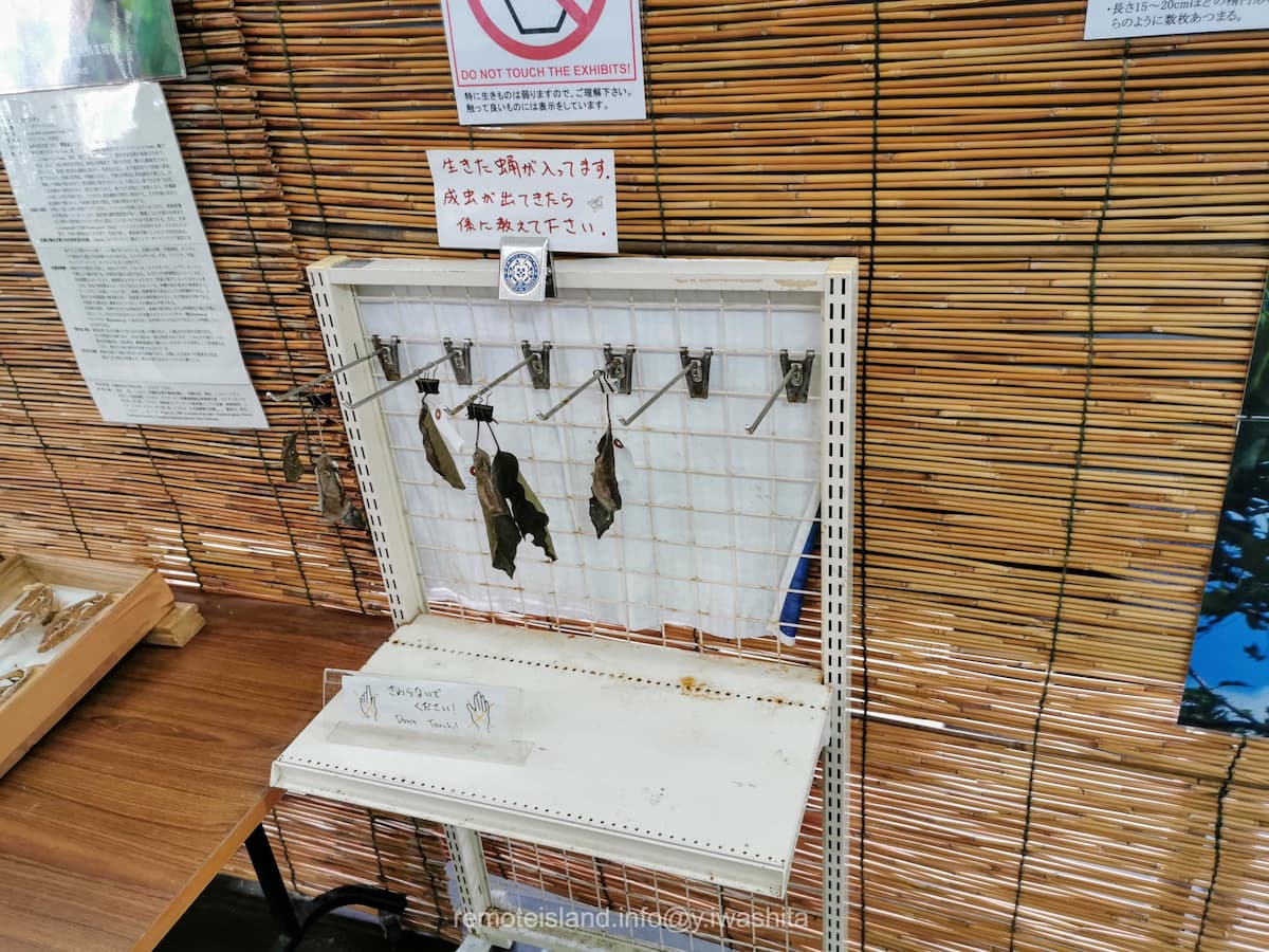 27サナギ.jpg 27サナギ