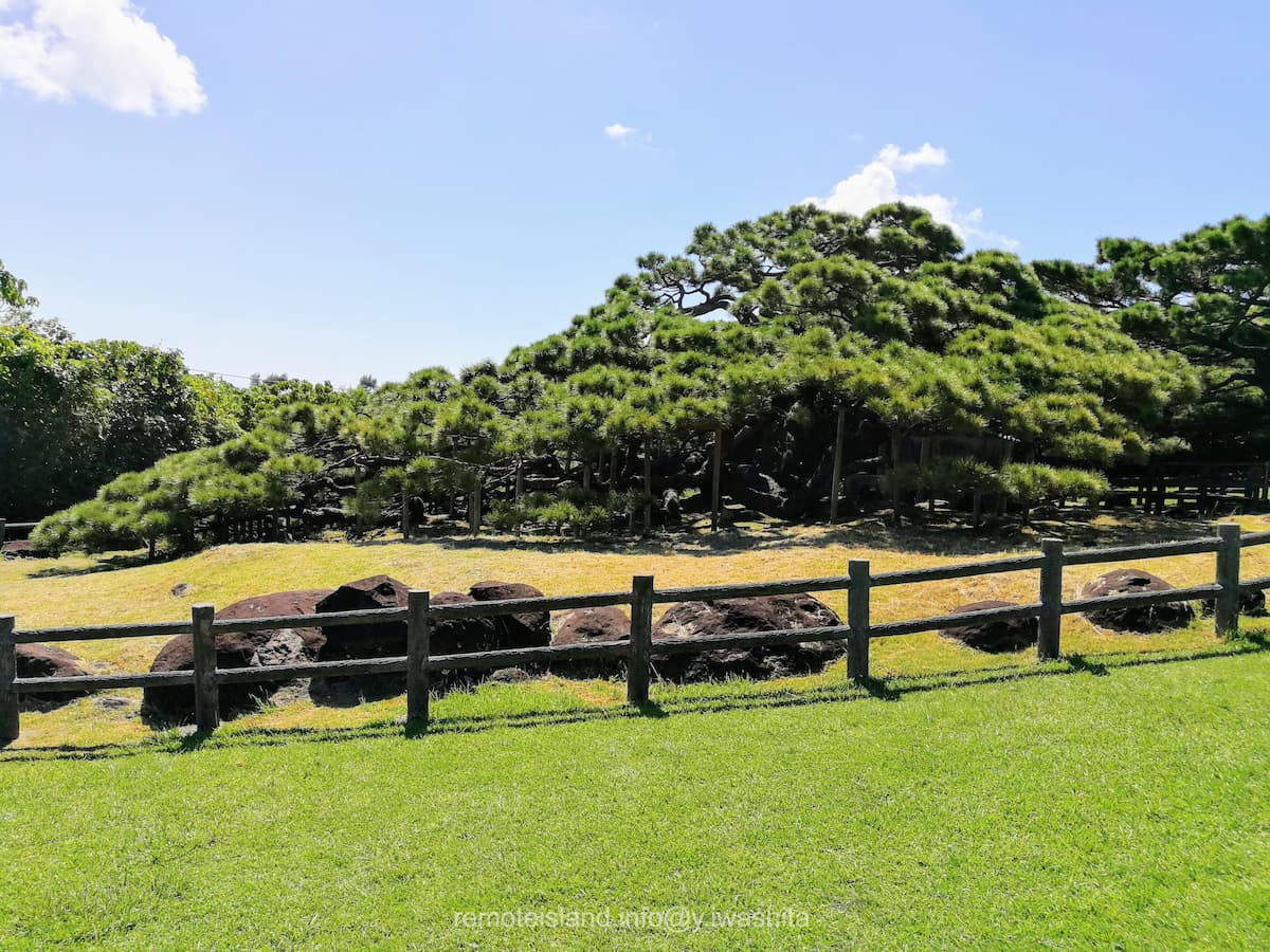 05久米の五枝のマツ.jpg 05久米の五枝のマツ