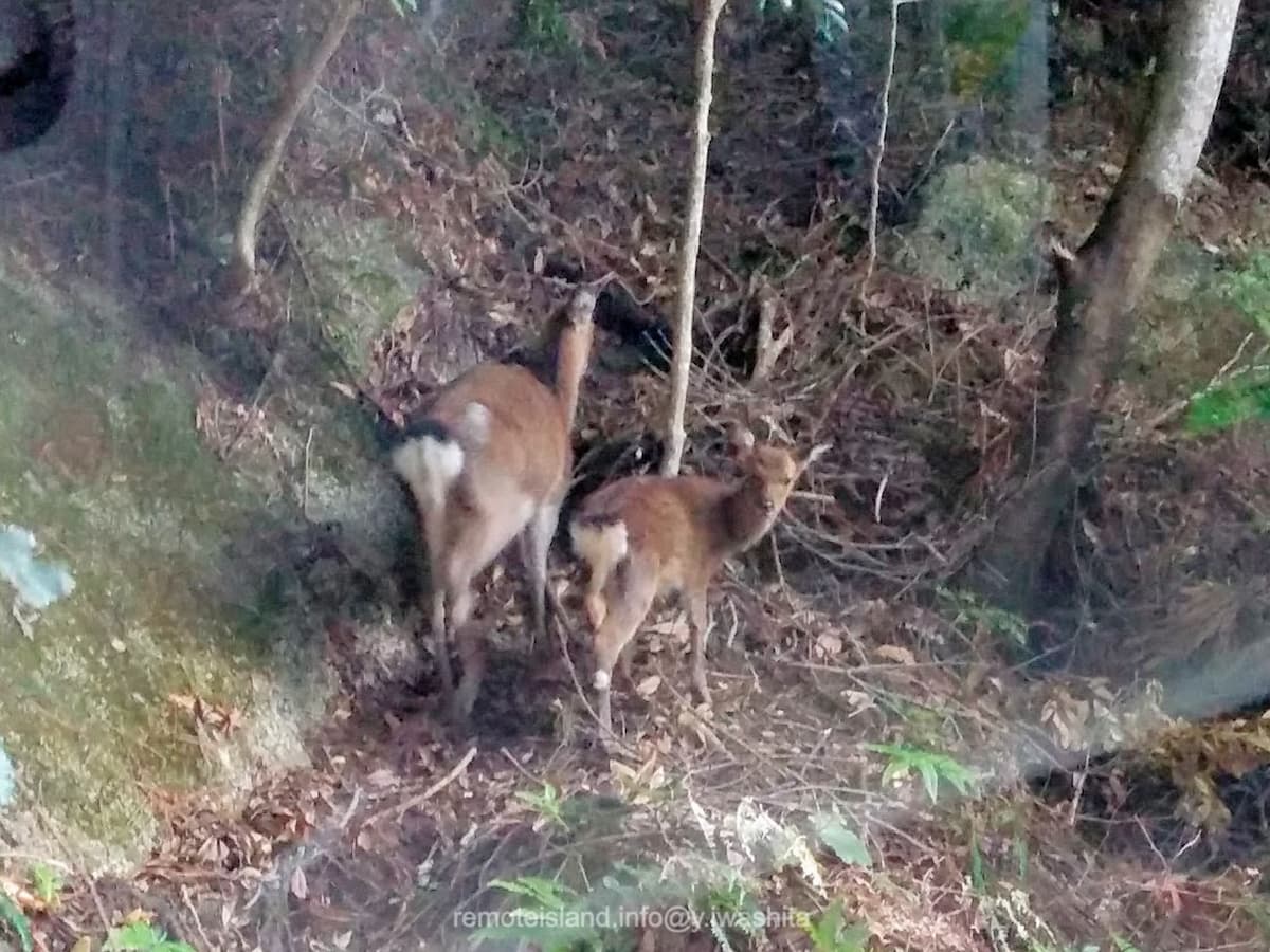 03西部林道.jpg 03西部林道