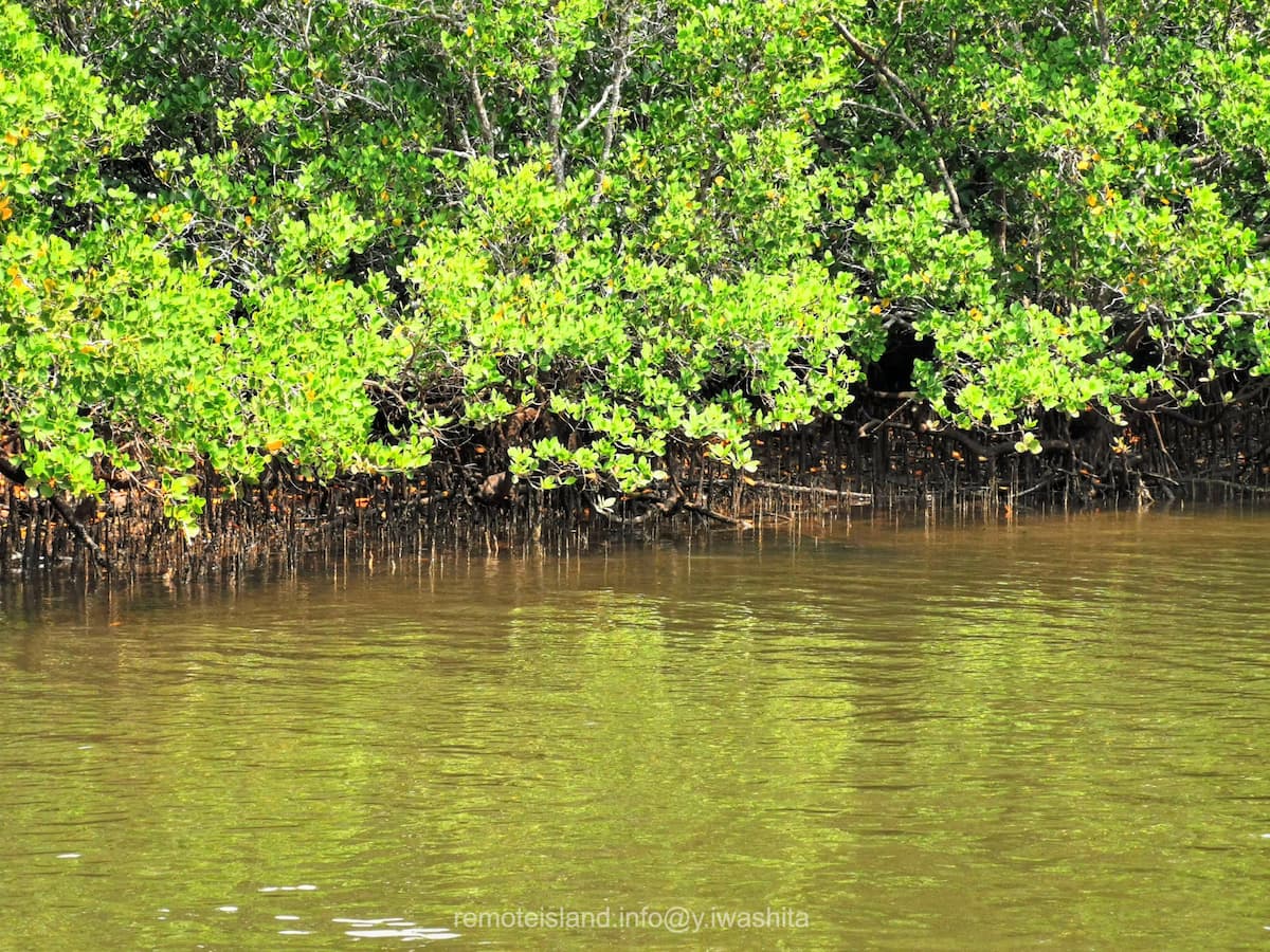 30仲間川.jpg 30仲間川