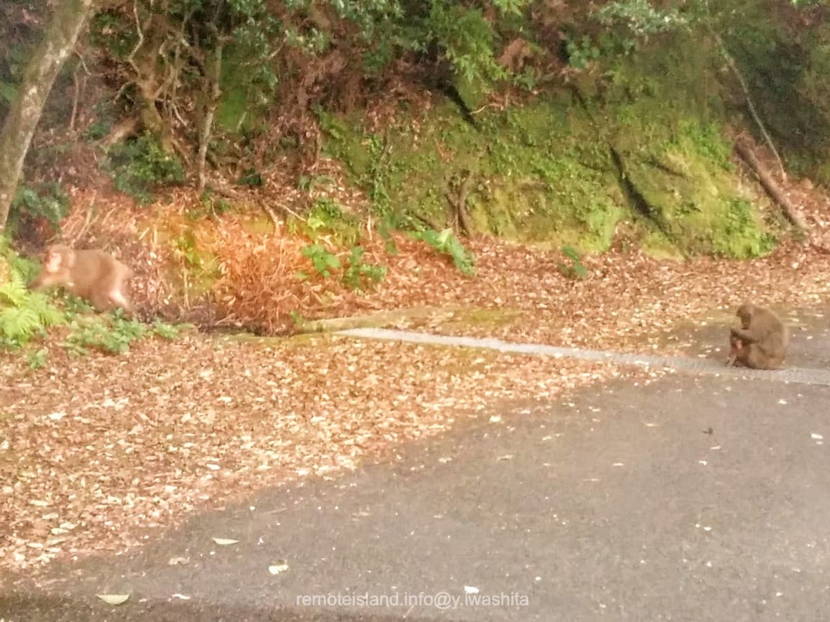 01西部林道.jpg 01西部林道