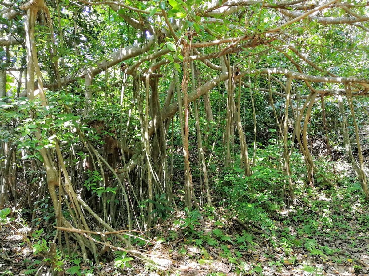 02鳩間中森.jpg 02鳩間中森