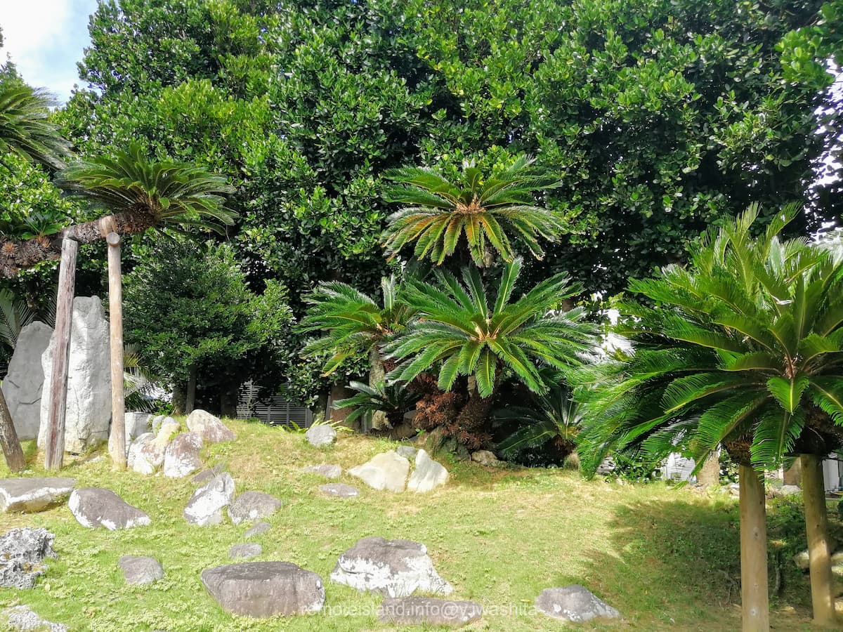 09大ソテツ