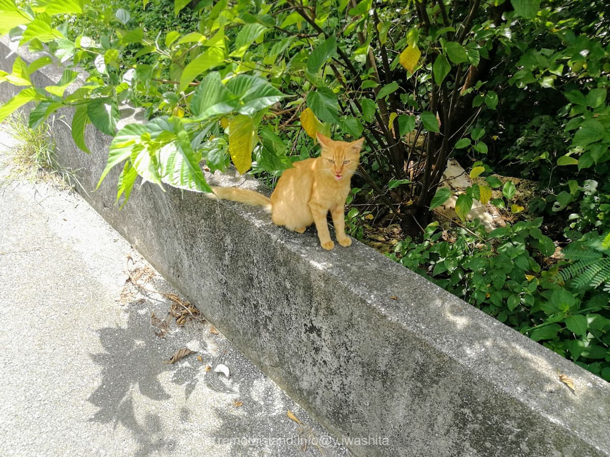 12野良猫.jpg 12野良猫