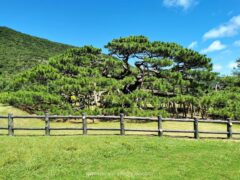 天然記念物に指定されているリュウキュウマツ 念頭平松【伊平屋島】