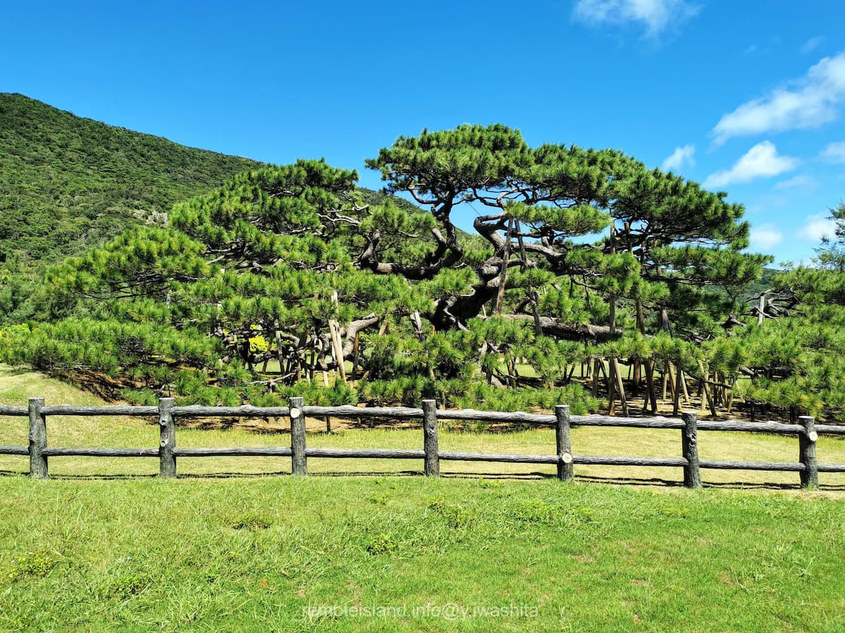 07念頭平松.jpg 07念頭平松