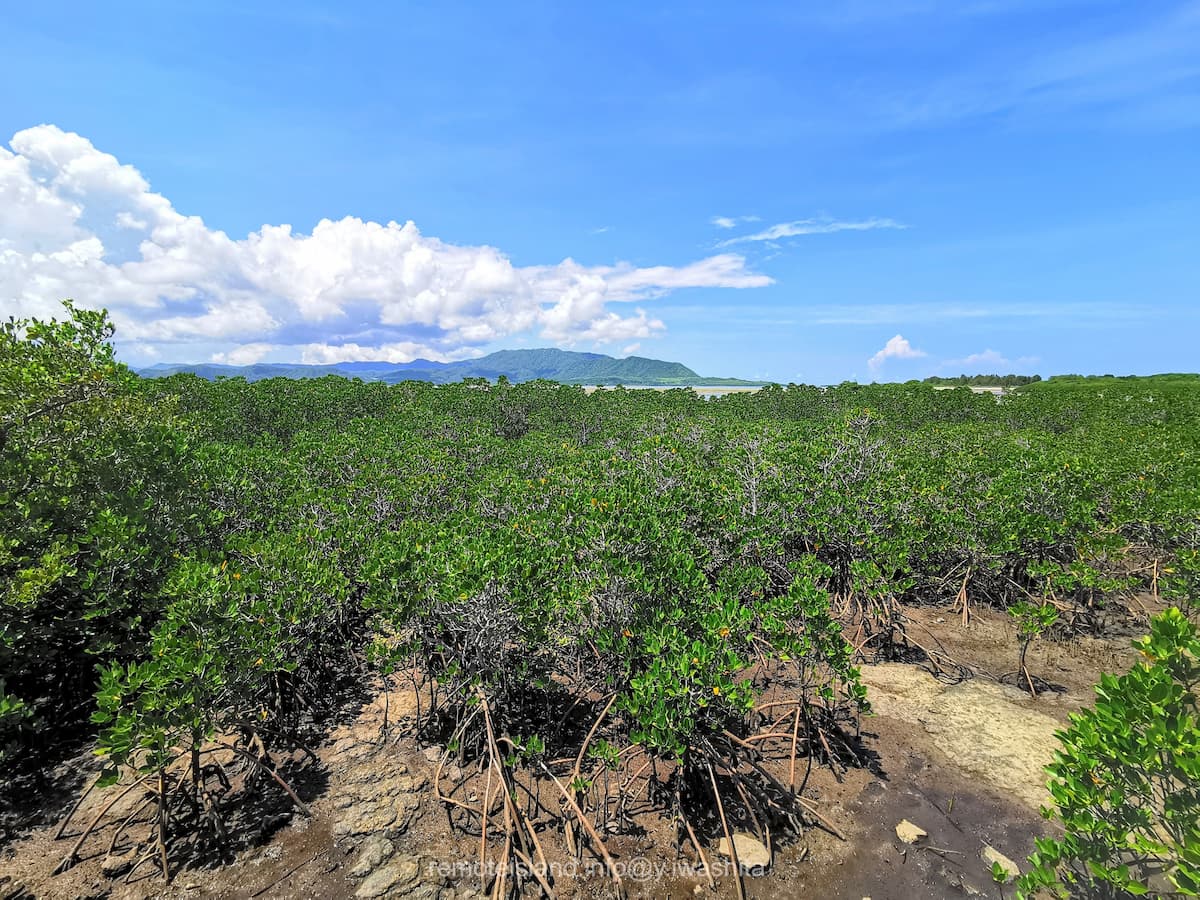 07マングローブ群落