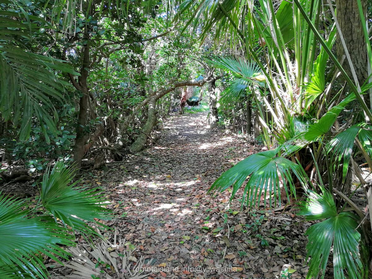 05鳩間中森.jpg 05鳩間中森