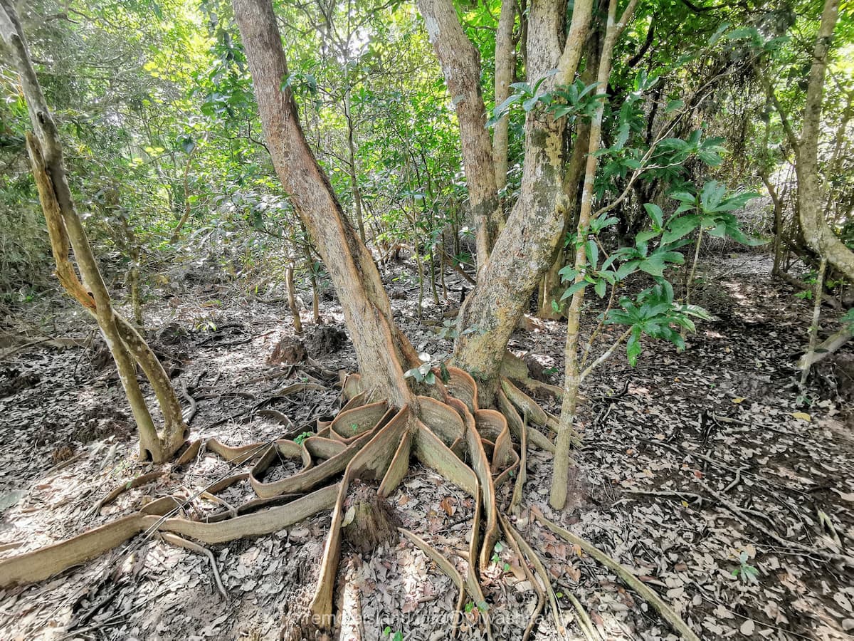 17サキシマスオウノキ.jpg 17サキシマスオウノキ