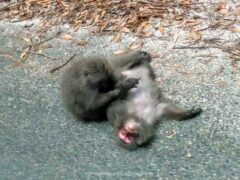 ヤクザルやヤクシカに会える 動物たちが道路でくつろぐ西部林道【屋久島】