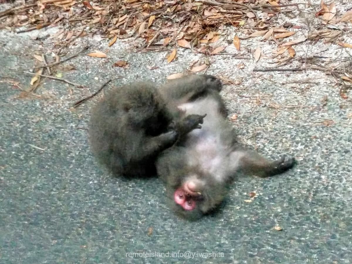 06西部林道.jpg 06西部林道