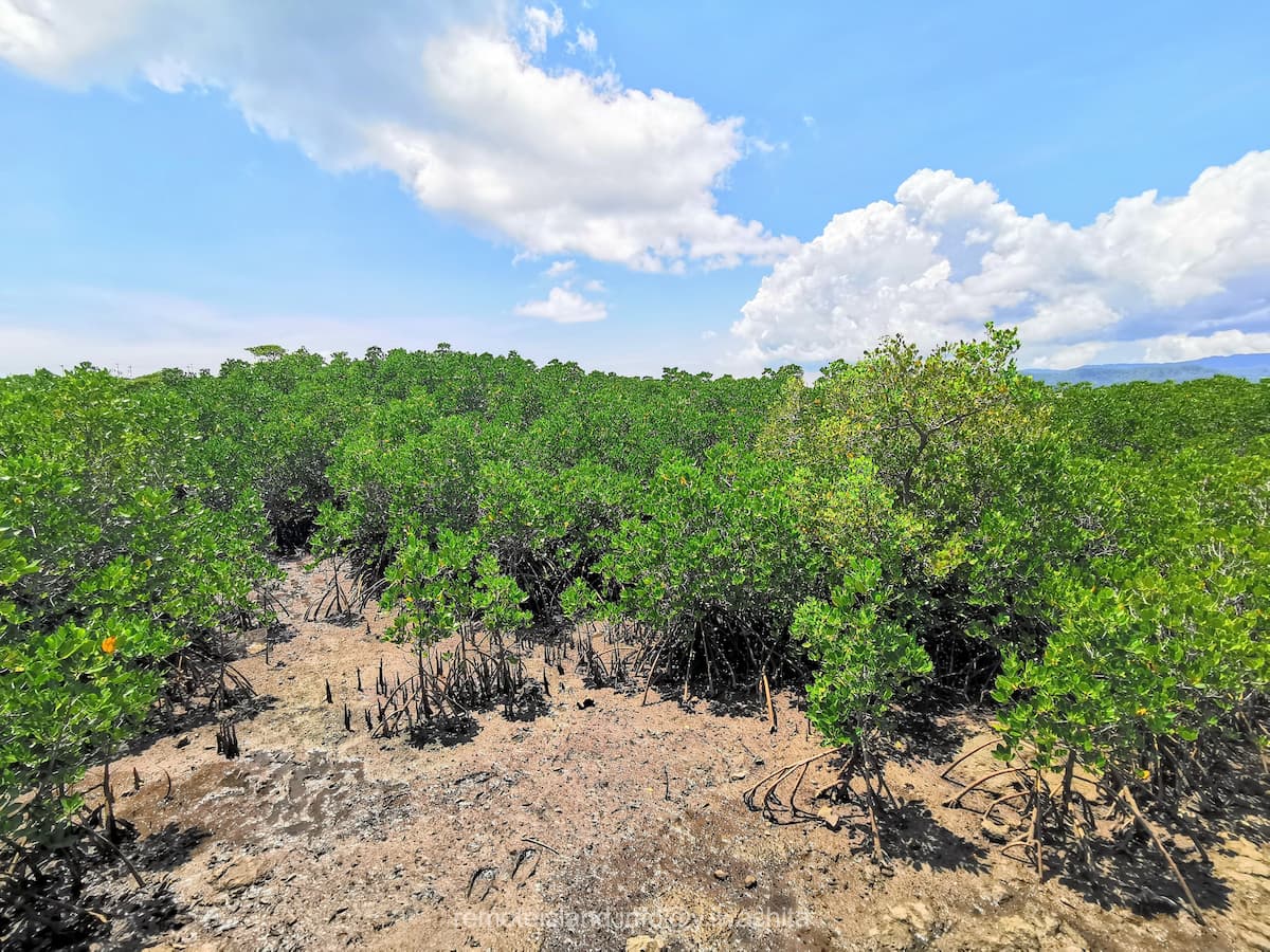 06マングローブ群落.jpg 06マングローブ群落