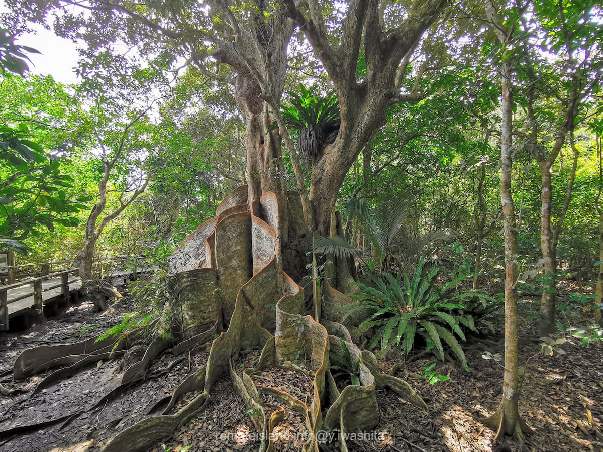 21サキシマスオウノキ.jpg 21サキシマスオウノキ