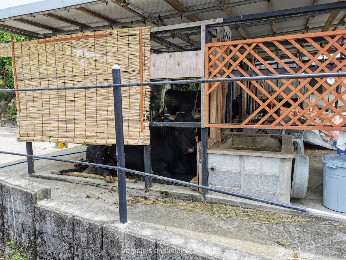 11闘牛.jpg 11闘牛