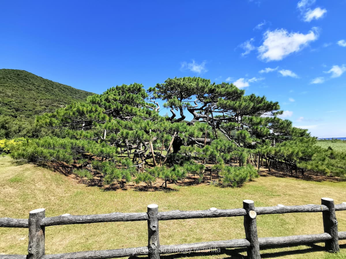 08念頭平松.jpg 08念頭平松