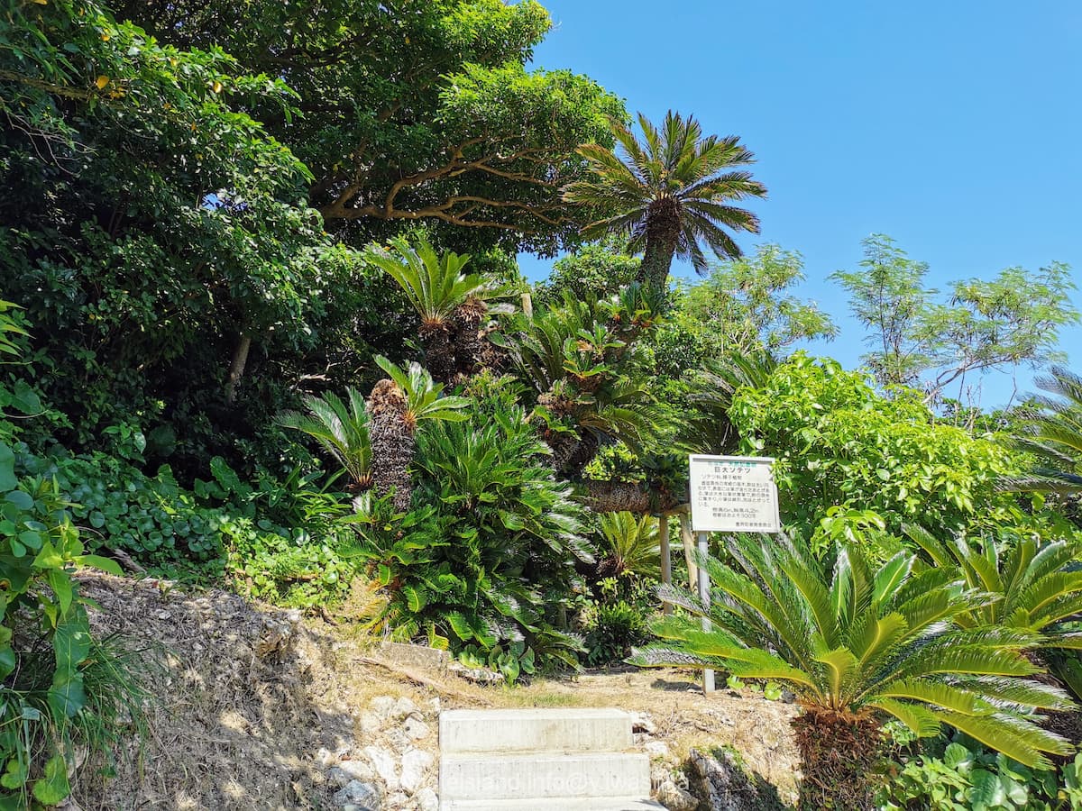 01嘉鈍の巨大ソテツ.jpg 01嘉鈍の巨大ソテツ