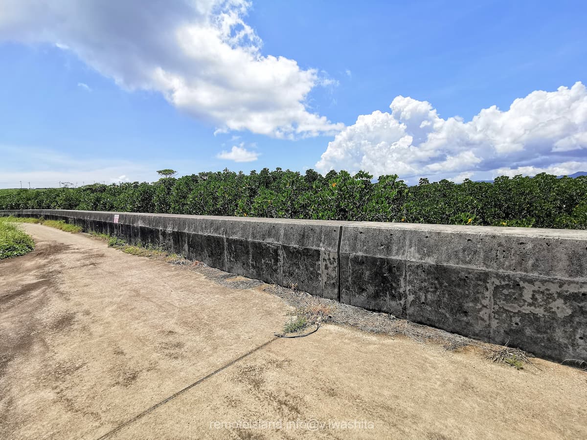 03マングローブ群落.jpg 03マングローブ群落