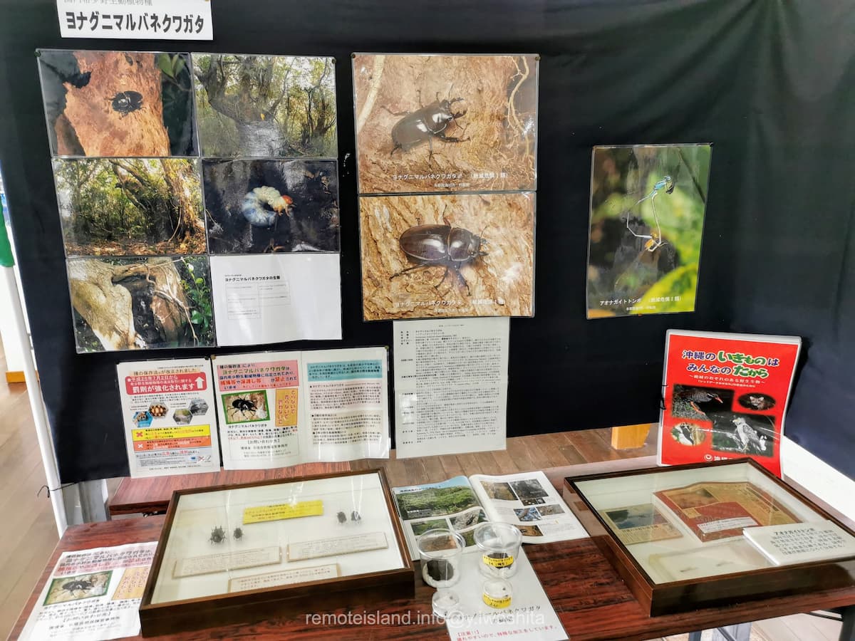 21クワガタ.jpg 21クワガタ