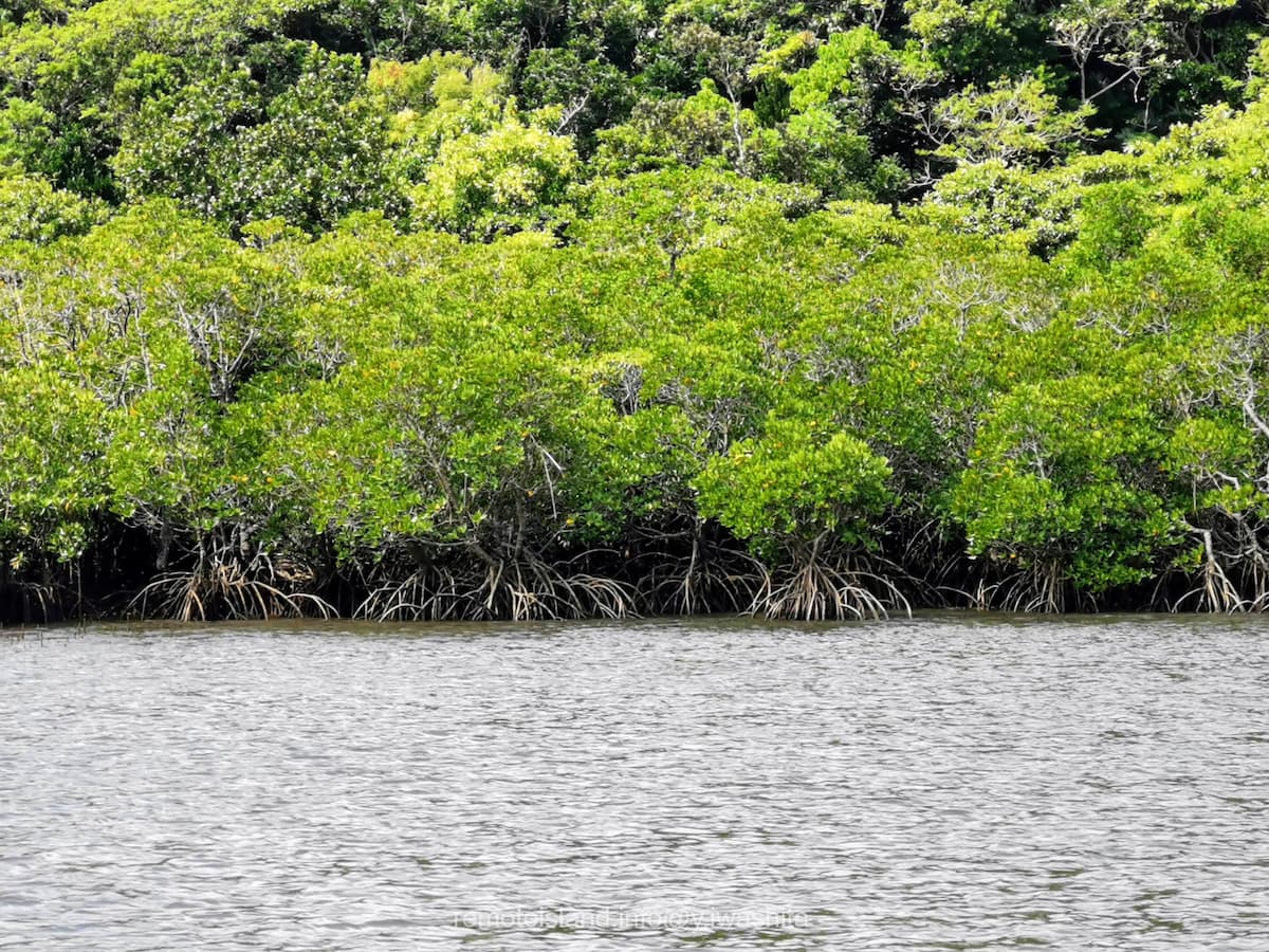 10仲間川.jpg 10仲間川
