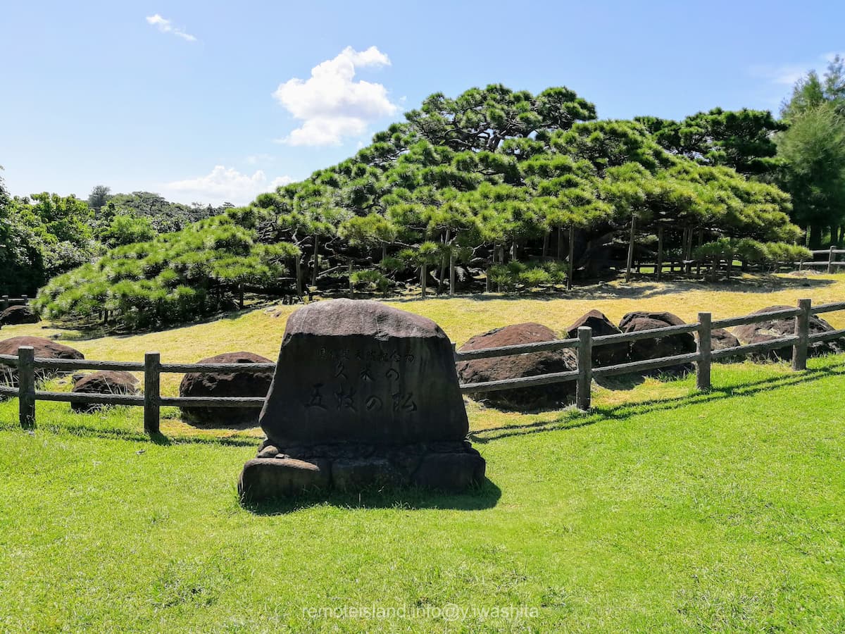 03久米の五枝のマツ.jpg 03久米の五枝のマツ