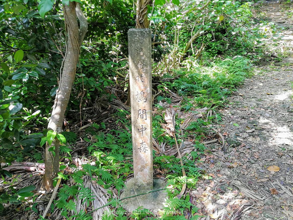 06鳩間中森.jpg 06鳩間中森