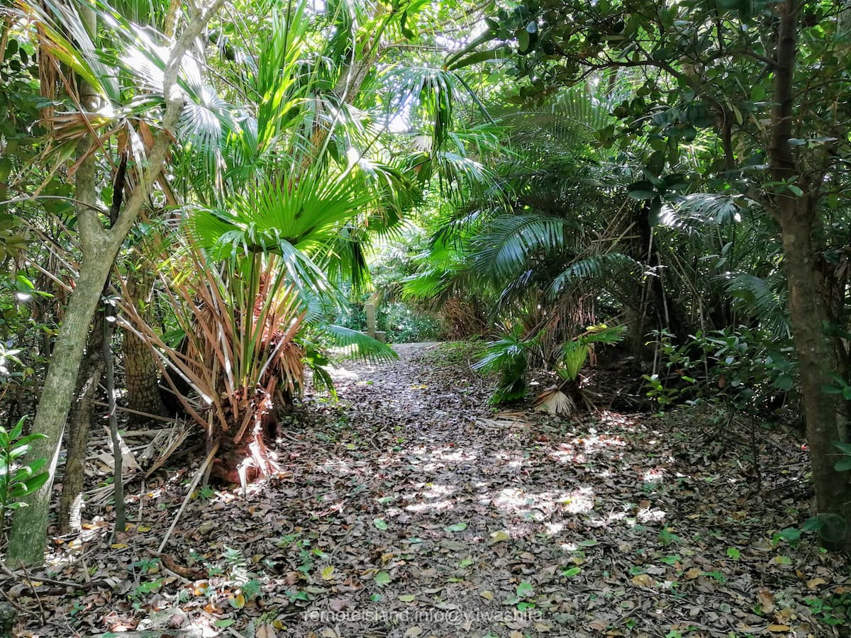 04鳩間中森.jpg 04鳩間中森