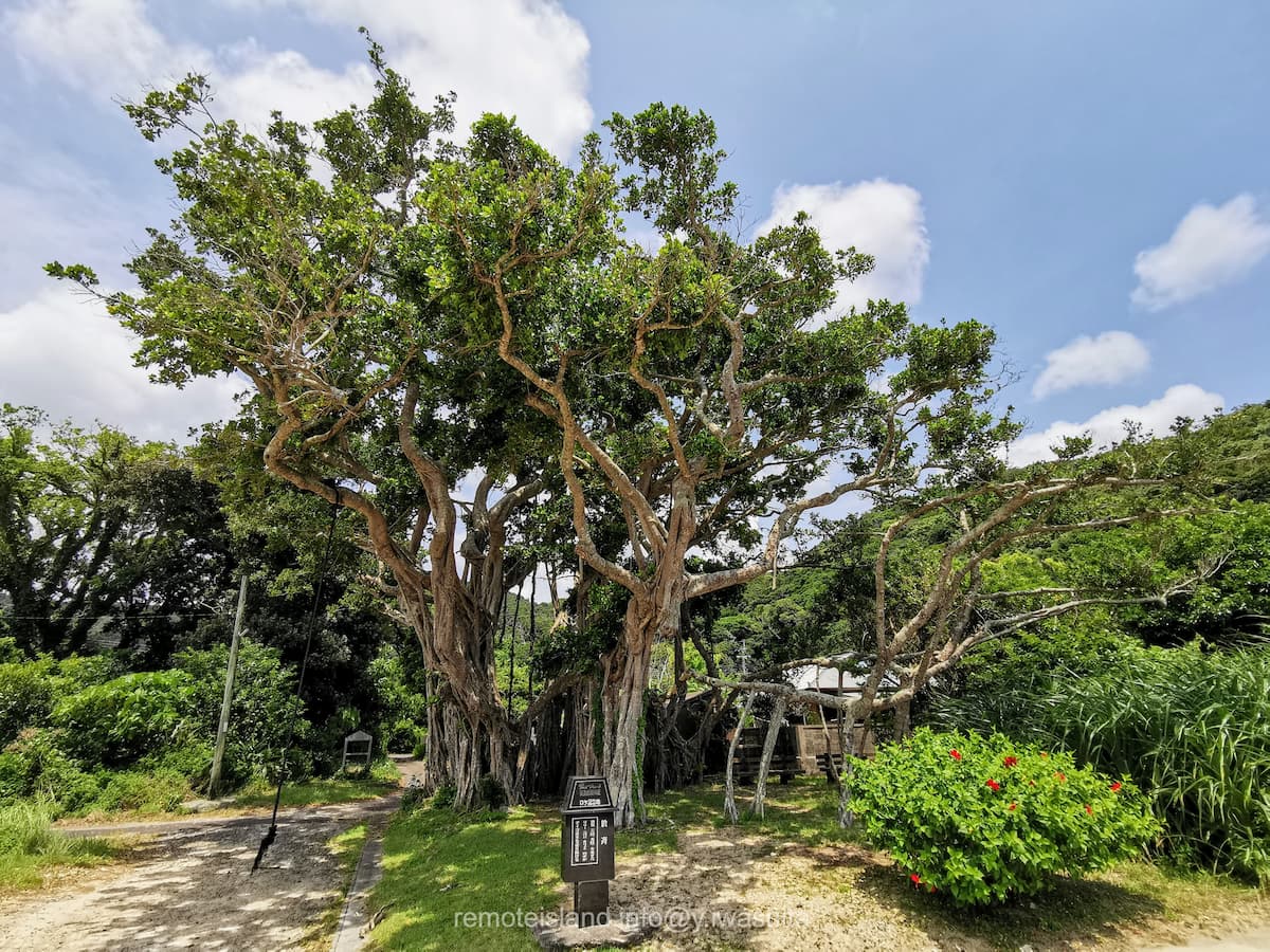 02於斉のガジュマル.jpg 02於斉のガジュマル