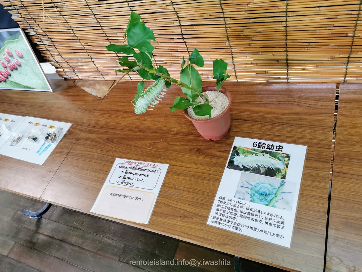 25幼虫.jpg 25幼虫