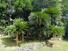 平均的なソテツの倍の大きさを誇る宇根の大ソテツ 庭もきれい【久米島】