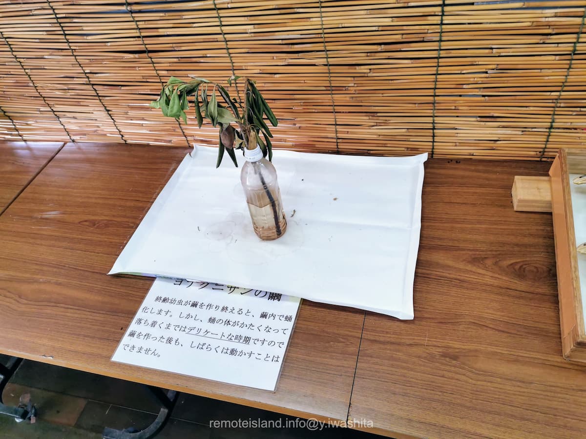 26まゆ.jpg 26まゆ