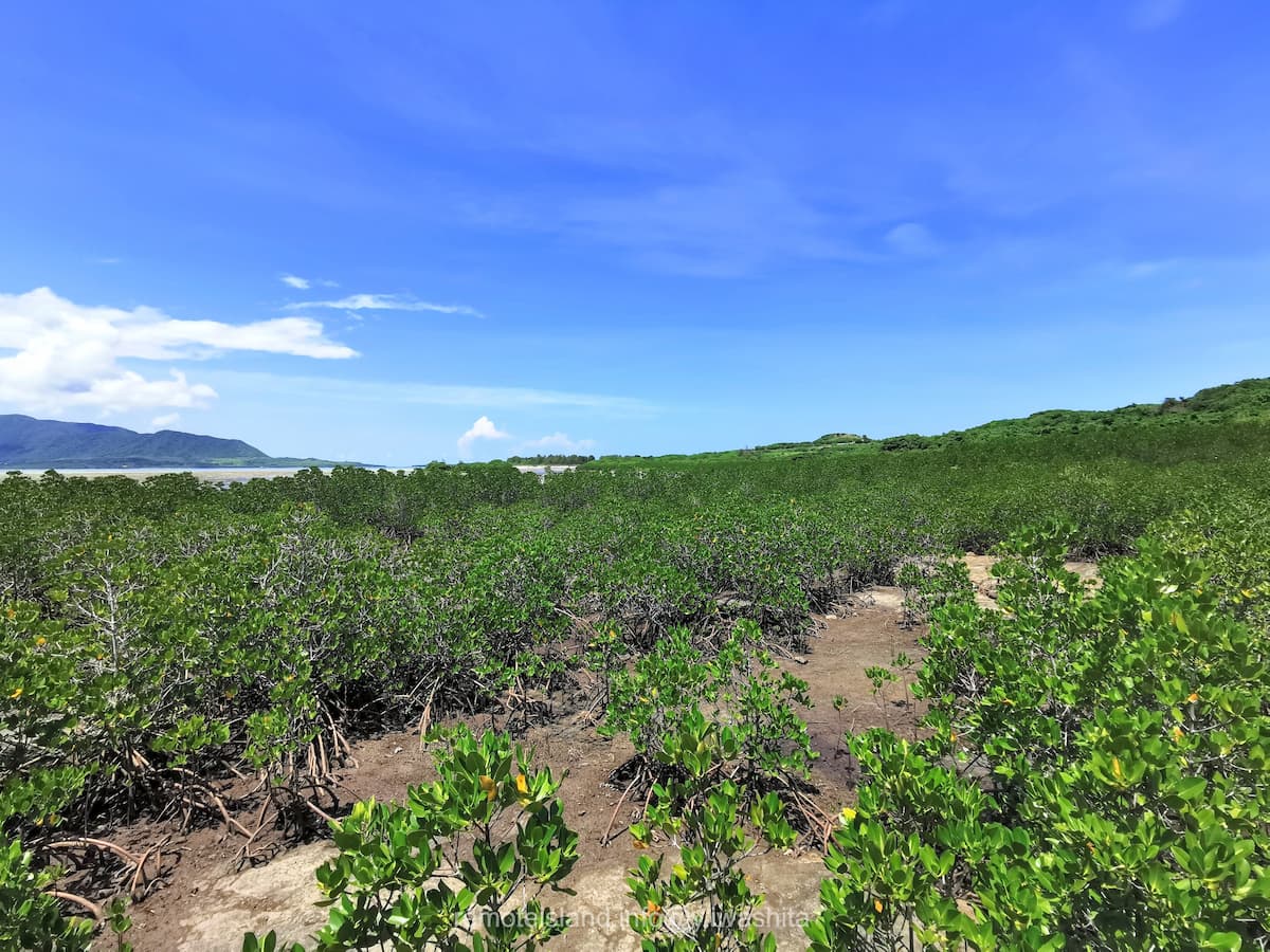 08マングローブ群落.jpg 08マングローブ群落