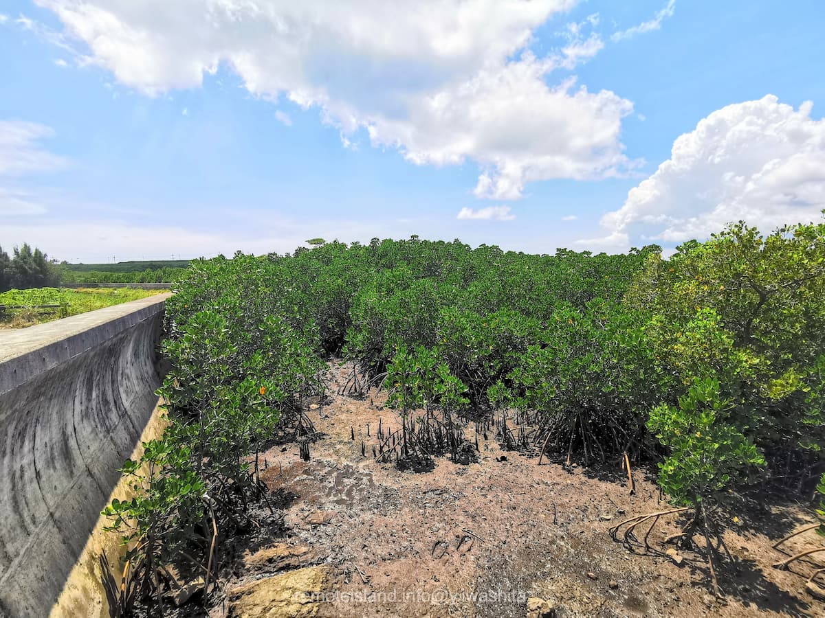 05マングローブ群落.jpg 05マングローブ群落