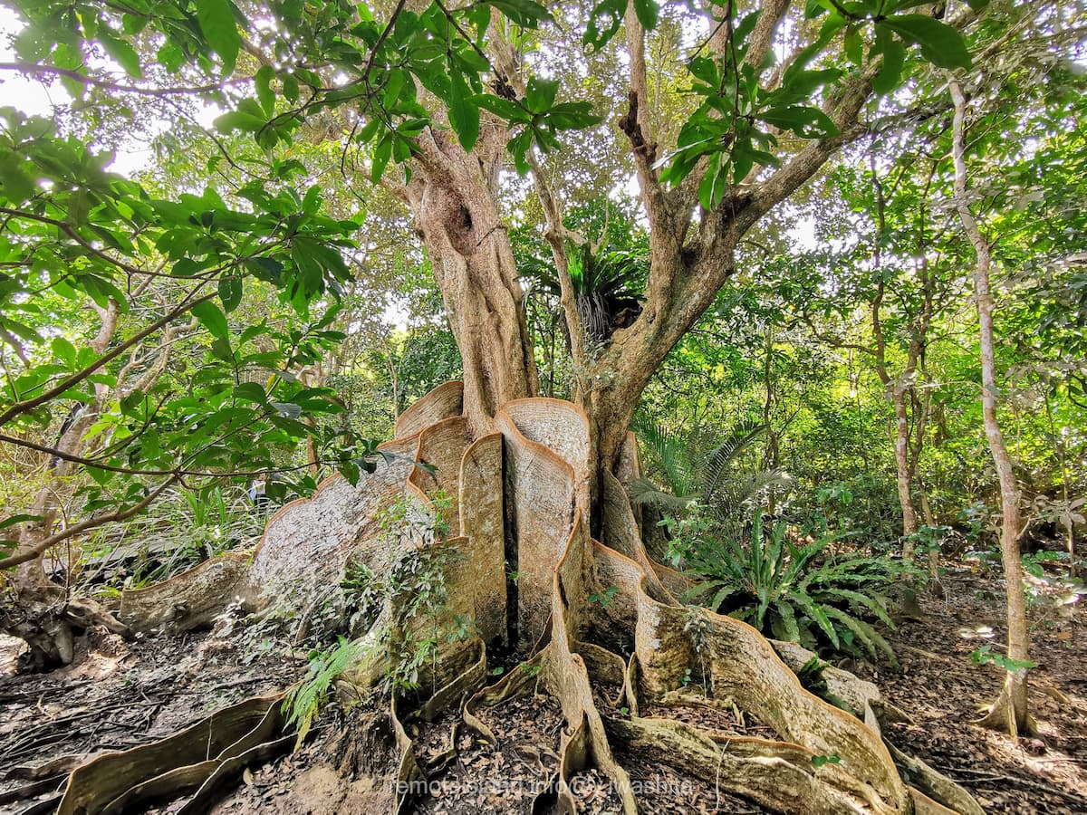 20サキシマスオウノキ.jpg 20サキシマスオウノキ