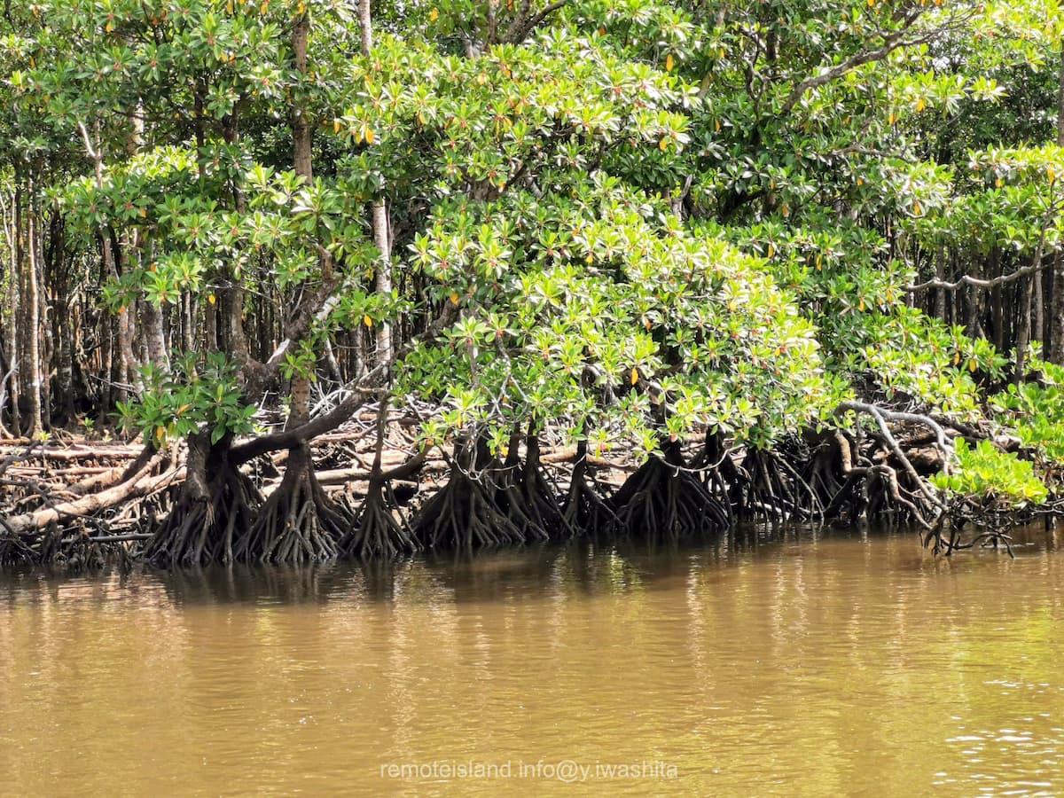 25仲間川.jpg 25仲間川