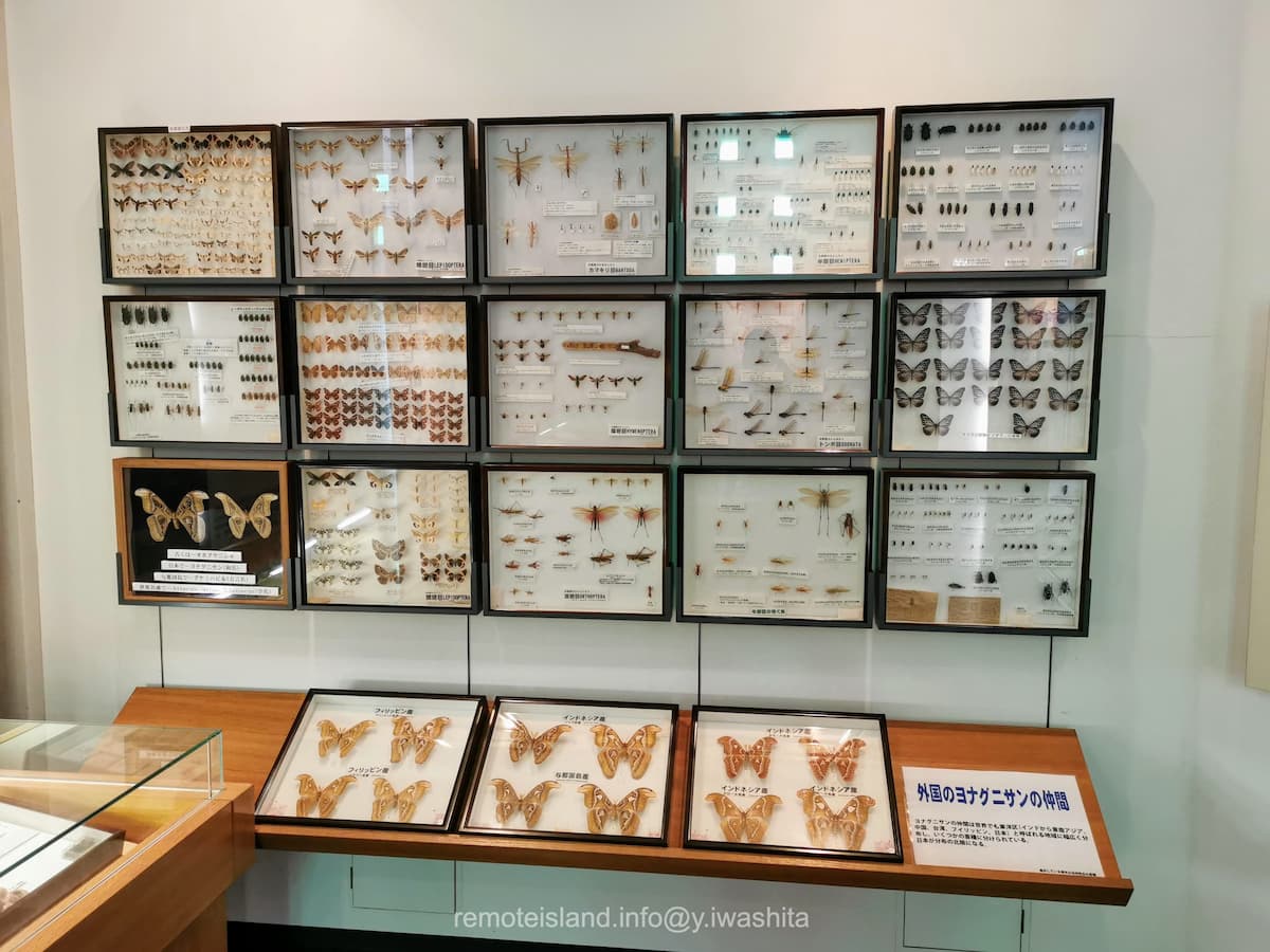 10ヨナグニサンの仲間.jpg 10ヨナグニサンの仲間