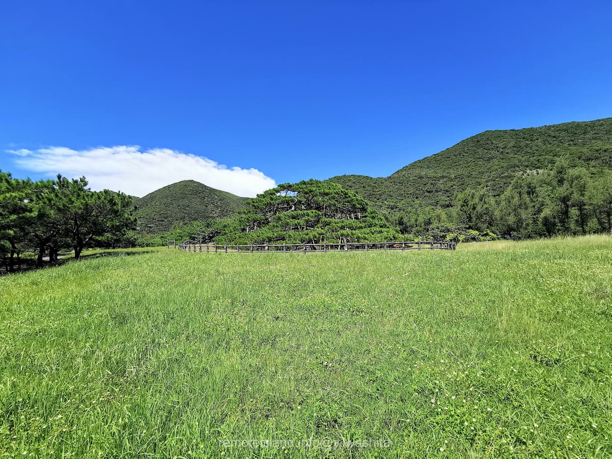 06念頭平松.jpg 06念頭平松