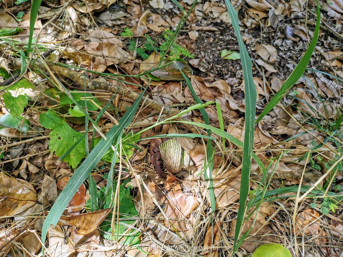 03ヤドカリ.jpg 03ヤドカリ