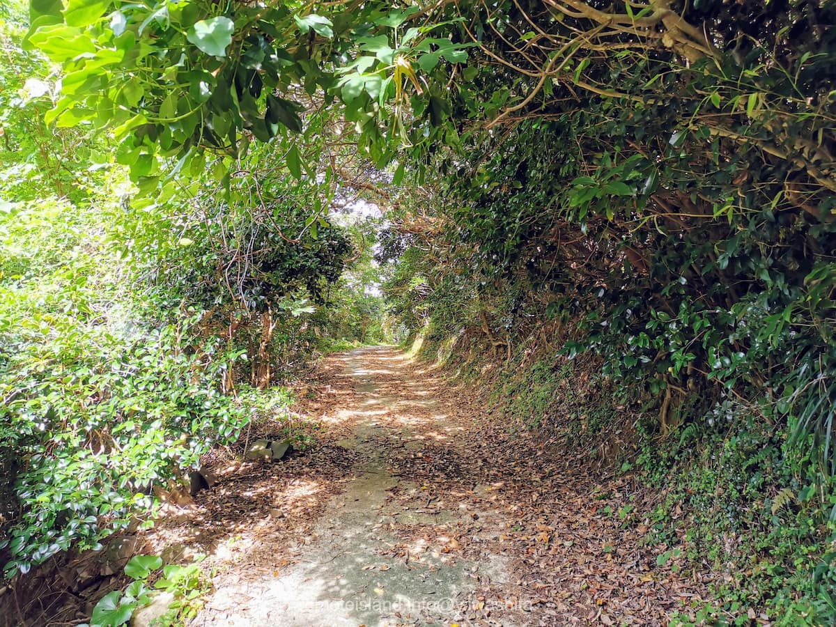 05亀河原椿林への道.jpg 05亀河原椿林への道