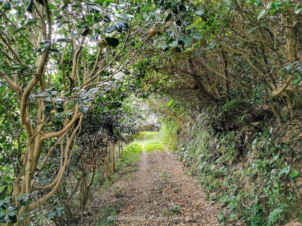 09亀河原椿林.jpg 09亀河原椿林