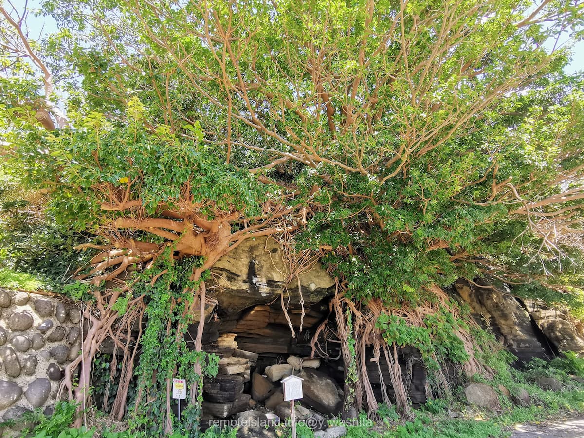 02アコウの木.jpg 02アコウの木